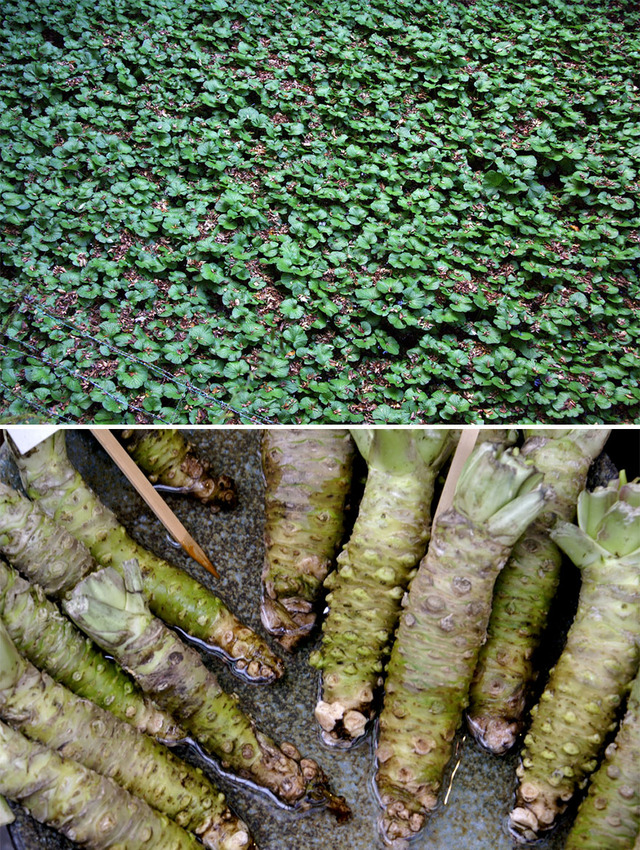 how-food-grow-31-58aadfc50713b__880