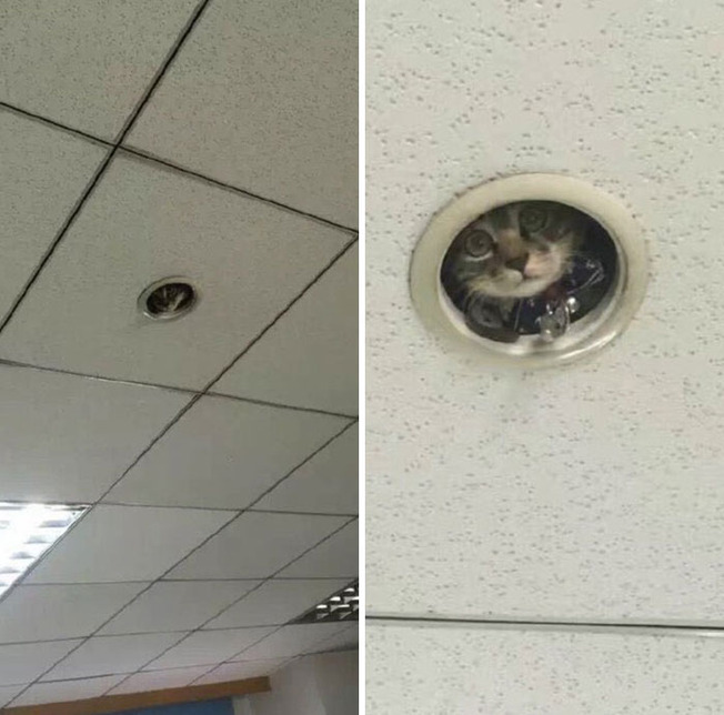 places-where-cats-shouldnt-be-60633478ddef4__700