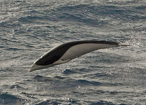 17 - Southern Right Whale Dolphin