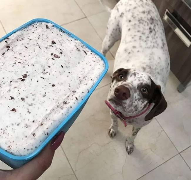 animals-look-like-food-13-65d71c26d1388__700