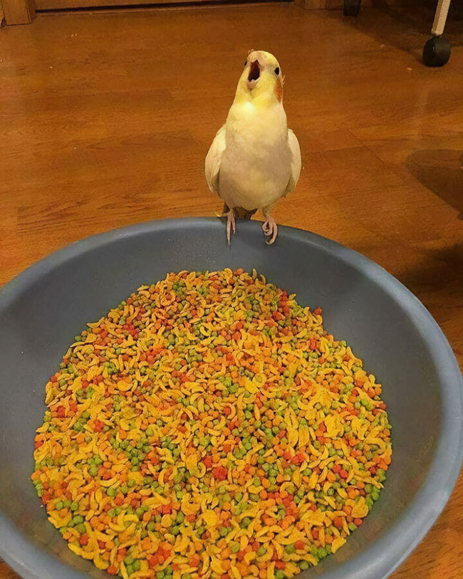 funny-cute-parrots-215-62f240169af10__700 (1)