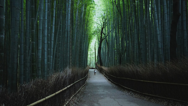 20 - Kyoto - Arashiyama Bamboo Grove