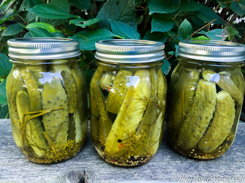 three-jars-dill-pickles