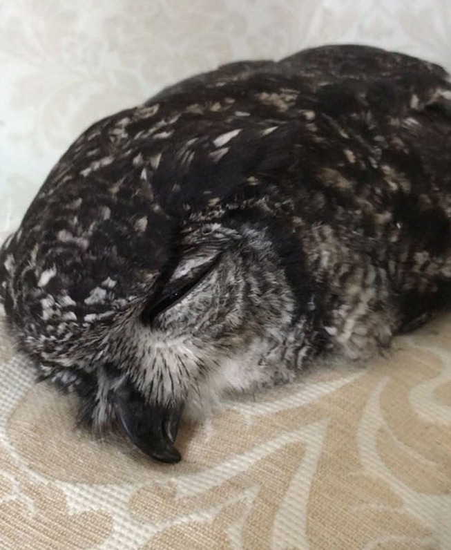 sleeping-baby-owls-face-down-7-5ef2f63b2030d__700