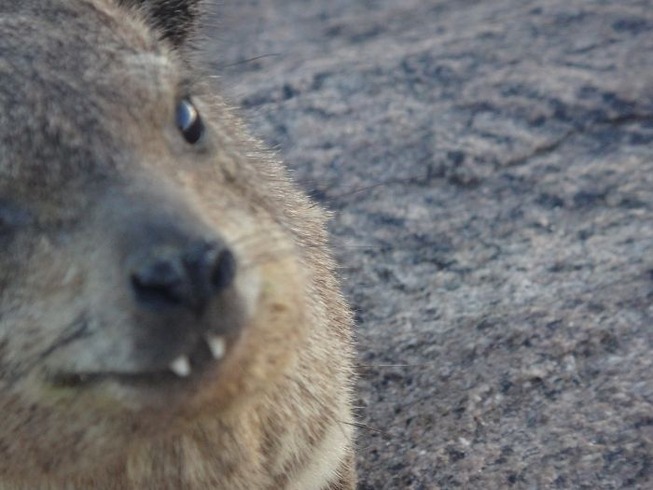 funny-crappy-wildlife-photography-35-5eaaccf6ecf7b__700