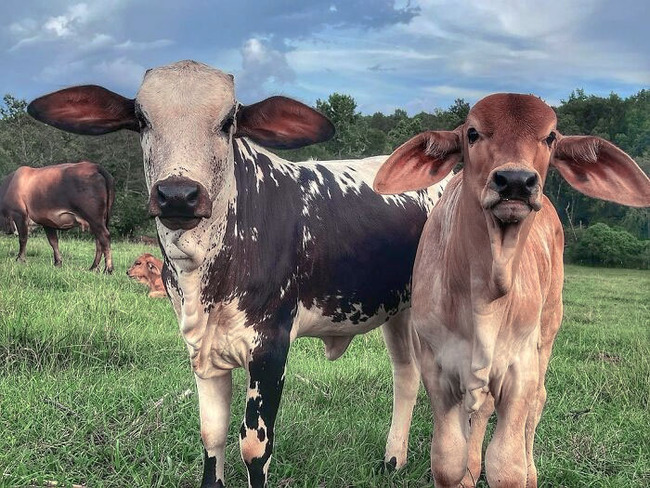 animals-with-large-ears-38-654144532d093__700