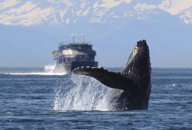 whale-safari-norway