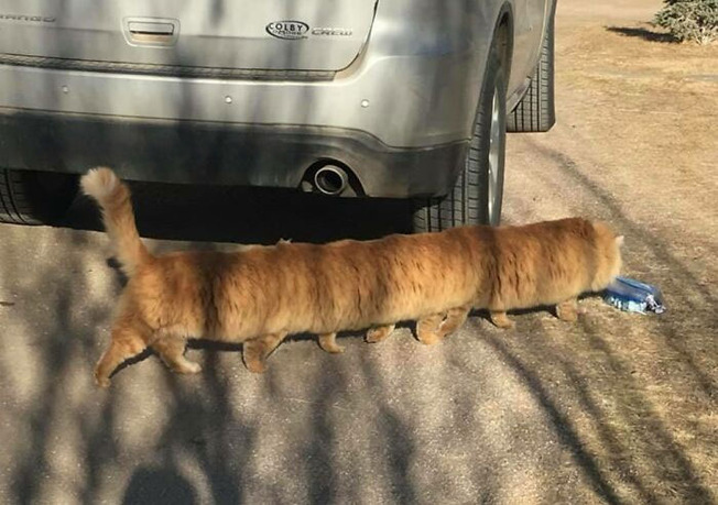 funny-panorama-fails-animals-101-61e57280bd5f3__700