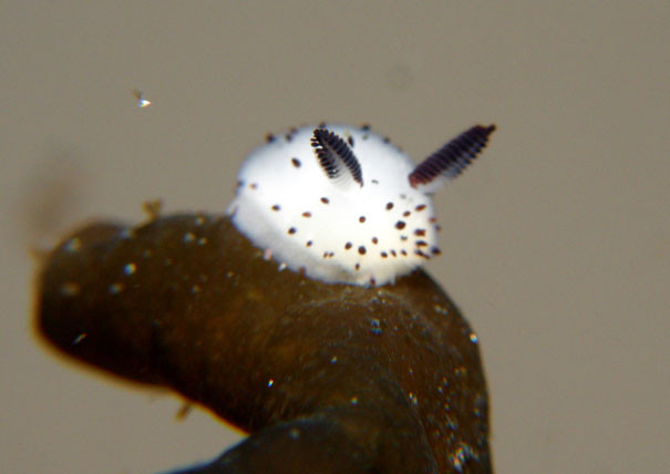 cute-bunny-sea-slug-jorunna-parva-3