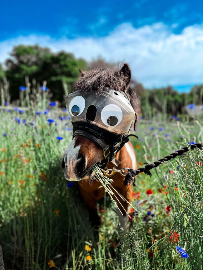 65784de32dbca_funny-glasses-pictures