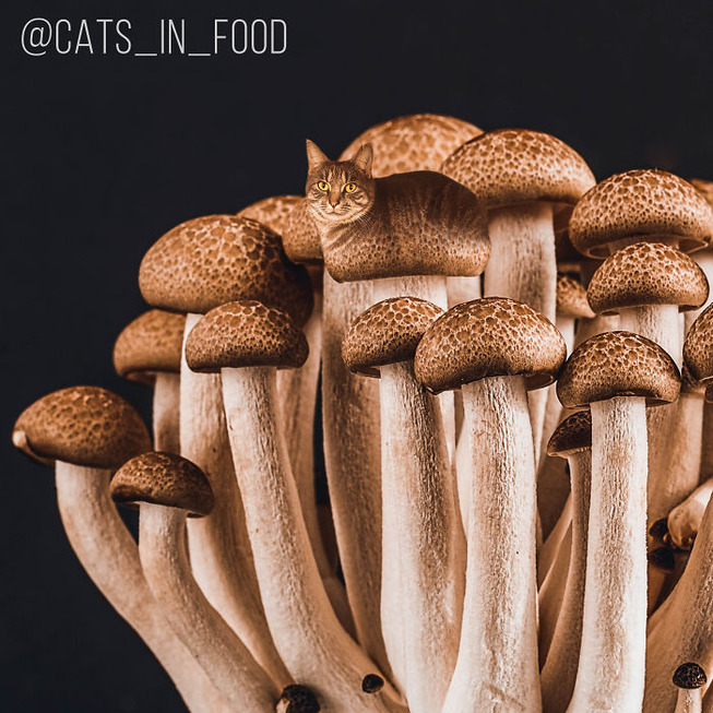 Cats-In-Food-5b2a25c7be930-jpeg__700