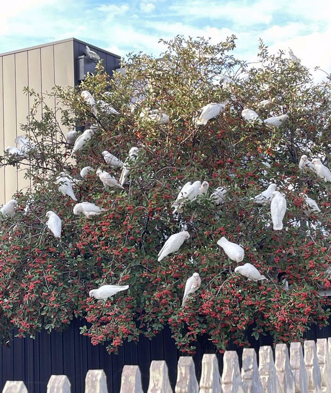 different-countries-pigeons-71-6548e53031d50__700
