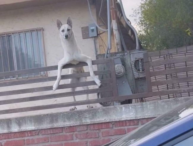 675181650e185_funny-weird-cryptid-dogs