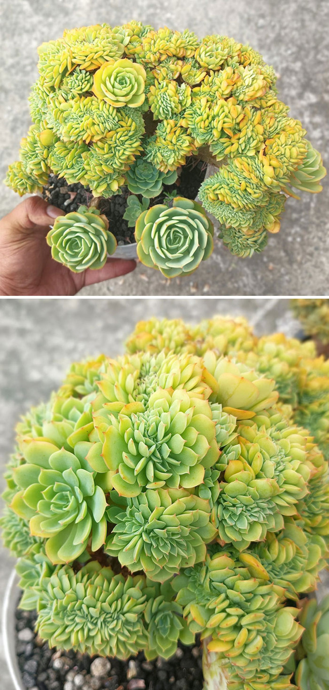 interesting-plant-fasciation-examples-48-65d449178e800__700