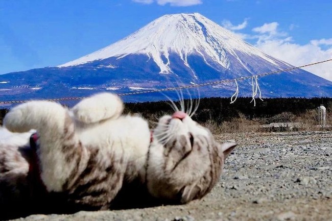 photogenic-cat-noraneko-nyankichi-japan-39-5acdb8a21b154__700