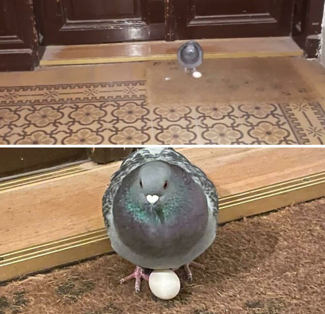 funny-bird-nests-unusual-places-11-646785e4cc524__700