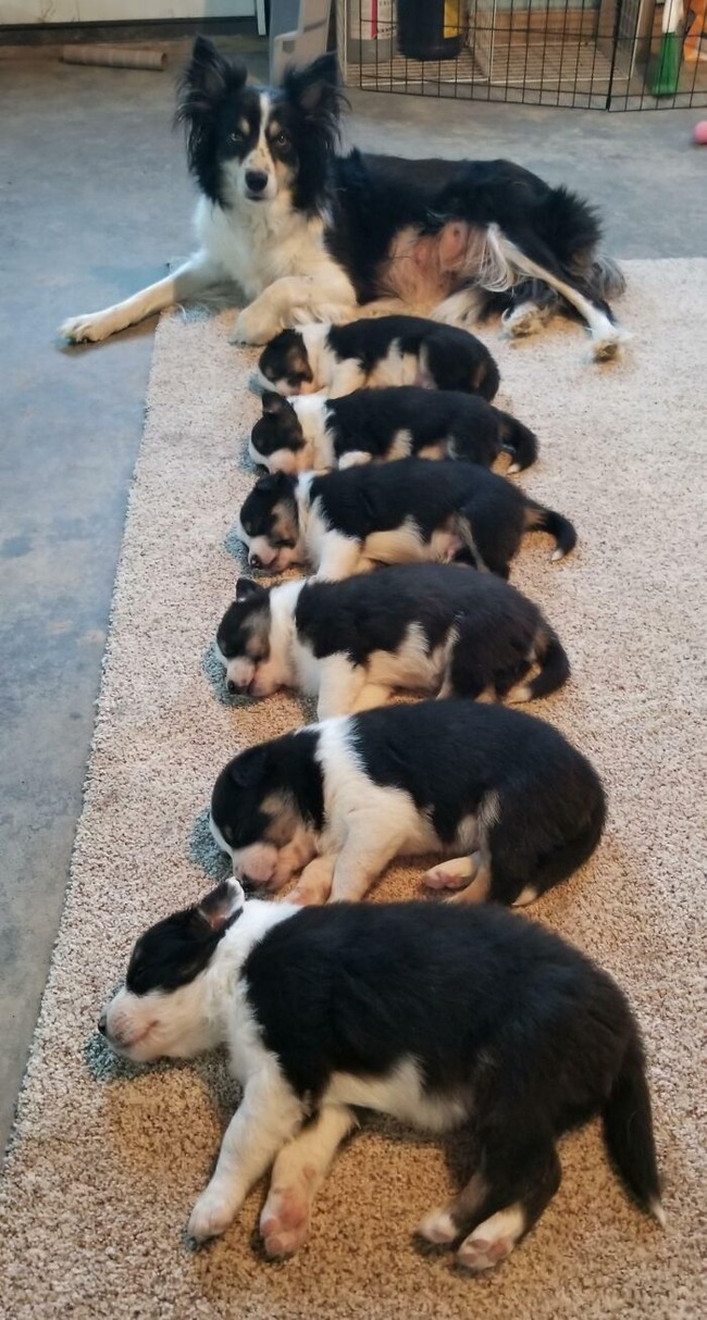 637babf5c23c8_adorable-sleeping-animals