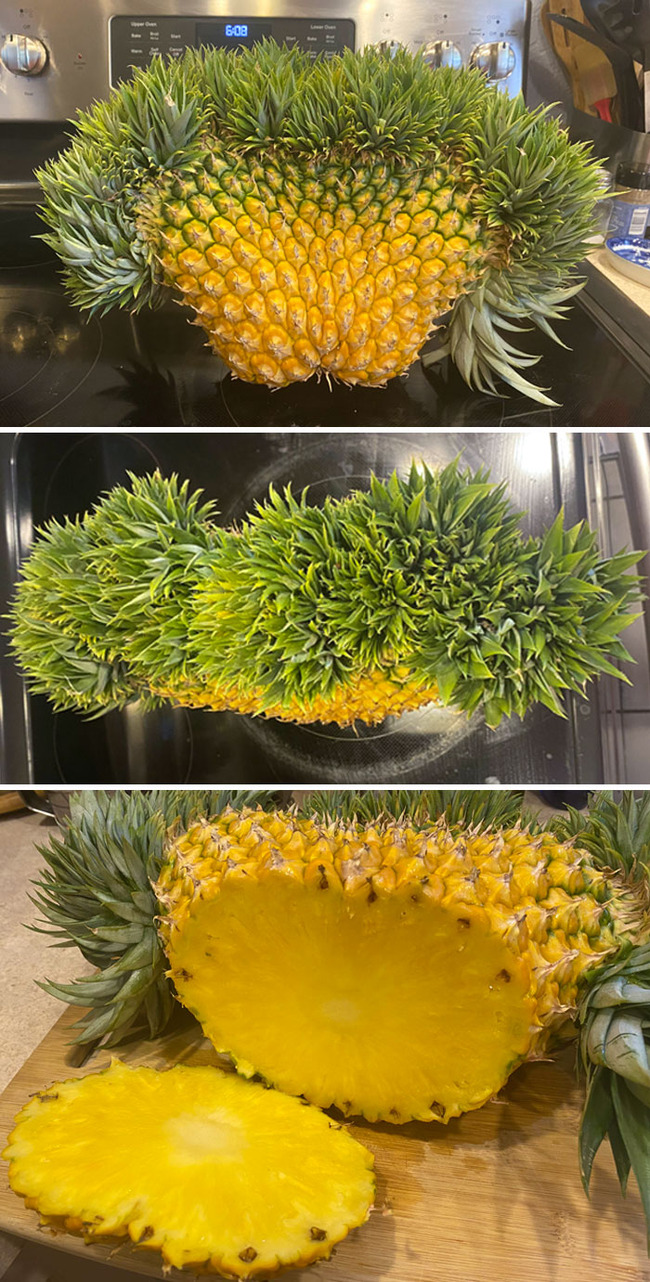 interesting-plant-fasciation-examples-16-65ccc115b963d__700