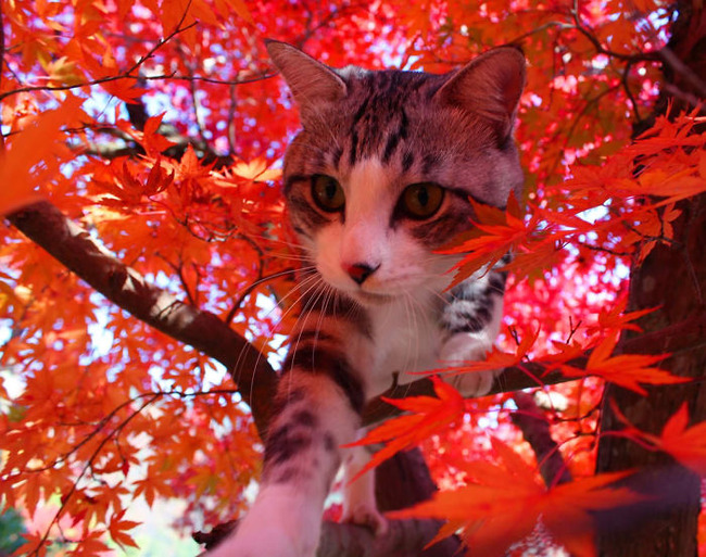 photogenic-cat-noraneko-nyankichi-japan-18-5acdb86f0ef32__700
