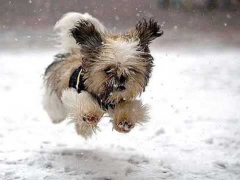dog_in_snow