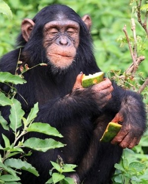 chimpanzees-choose-hand-clasps-cultural-preference_29812