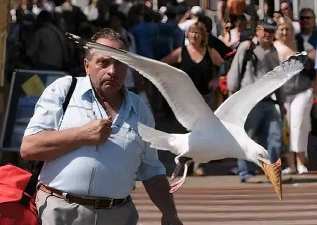 6697b60b41c5b_birds-threatening-auras-pics
