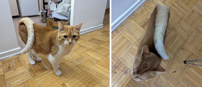 unusual-pets-genetic-mutations-15-655c6f2d99d4e__700