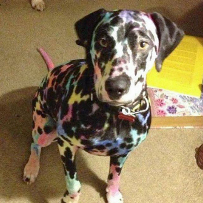 funny-animals-bad-day-156-5eff16c30b6e1__700