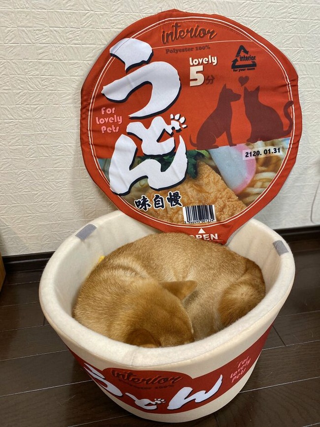 sleeping-dog-food-beds-shiba-inu-yuki-chan