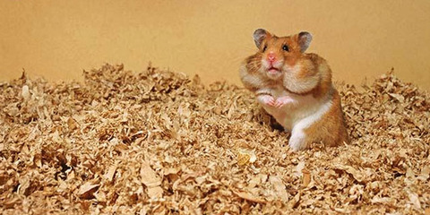 hamster-header1