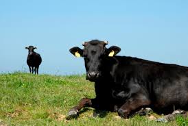 ダウンロード (22)