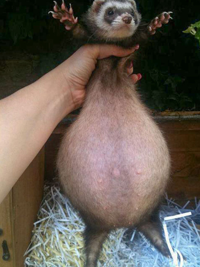 adorable-pregnant-animals-28-6385c3348ff95__700