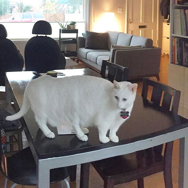 panorama-pictures-photobombed-by-animals-16-5c6d76e108f71__700