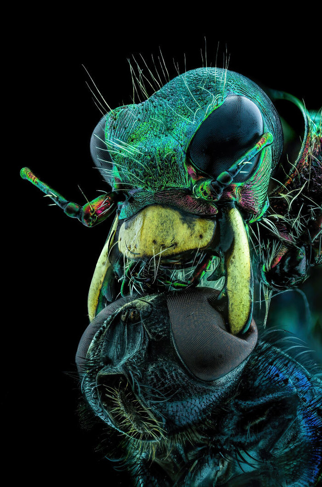 Nikon-Small-World-Microphotography-2022-Winners-Announced