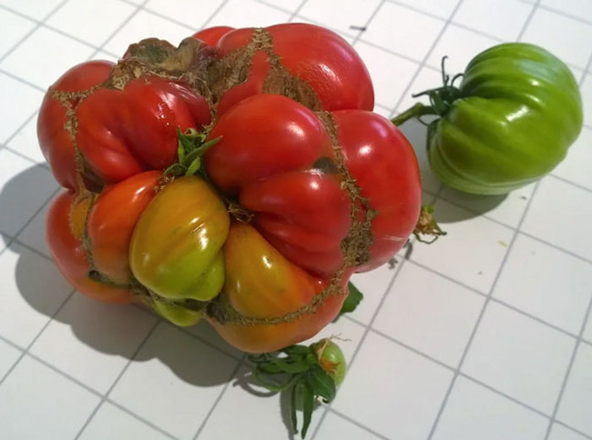 interesting-plant-fasciation-examples-25-65cdc262870b6__700