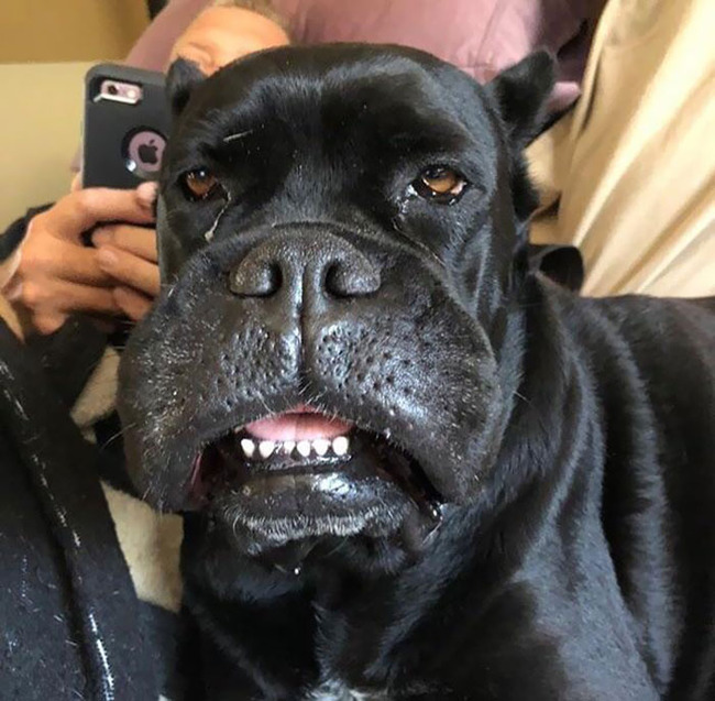 funny-dogs-stung-by-bees-47-5c878181aef58__700