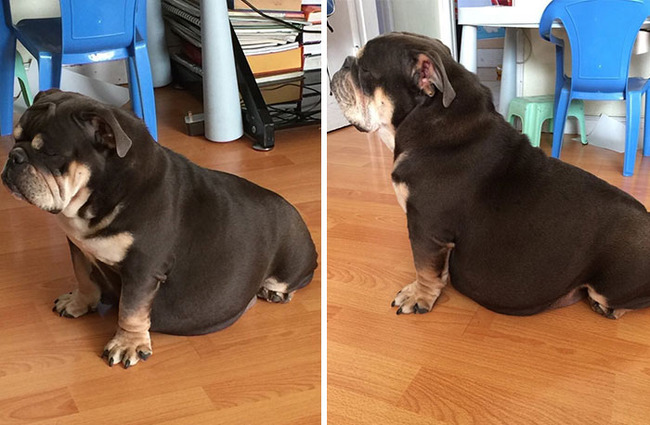 adorable-pregnant-animals-16-636e123fb4521__700