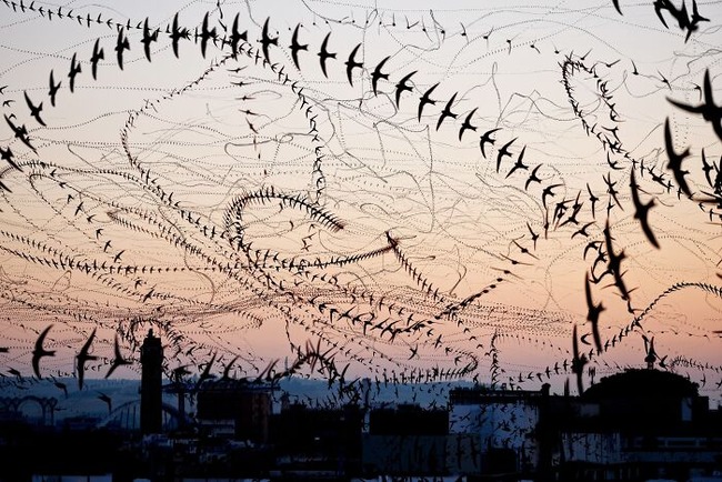 birds-threatening-auras-pics-66978fe0d0272__700