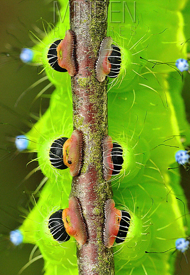 caterpillar-feet-5ef095fa935a3__700