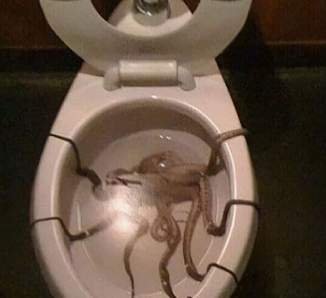 creepy-toilets-with-threatening-auras-pics-1-657ae6711c36b__700