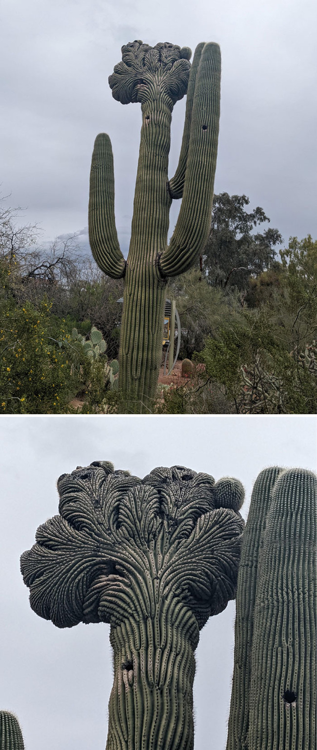 interesting-plant-fasciation-examples-1-65cc5cd7c242c__700