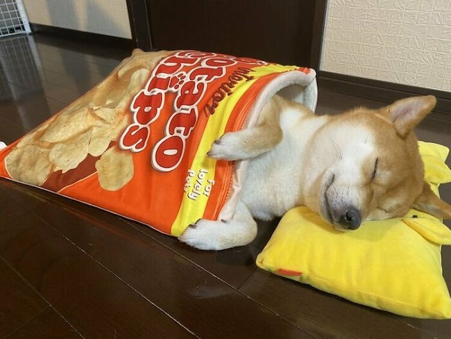 sleeping-dog-food-beds-shiba-inu-yuki-chan