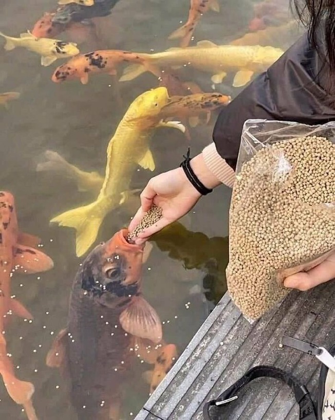 humans-doing-human-things-61fa822aea4df__700