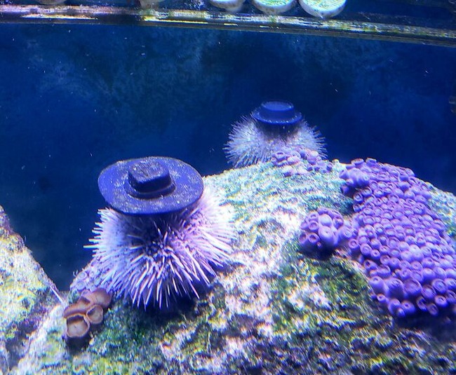 sea-urchins-tiny-hats-2-5fbba969ddb0b__700