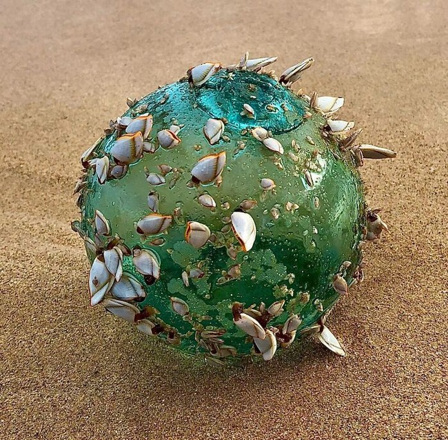 652560a3afc59_unexpected-finds-in-beach