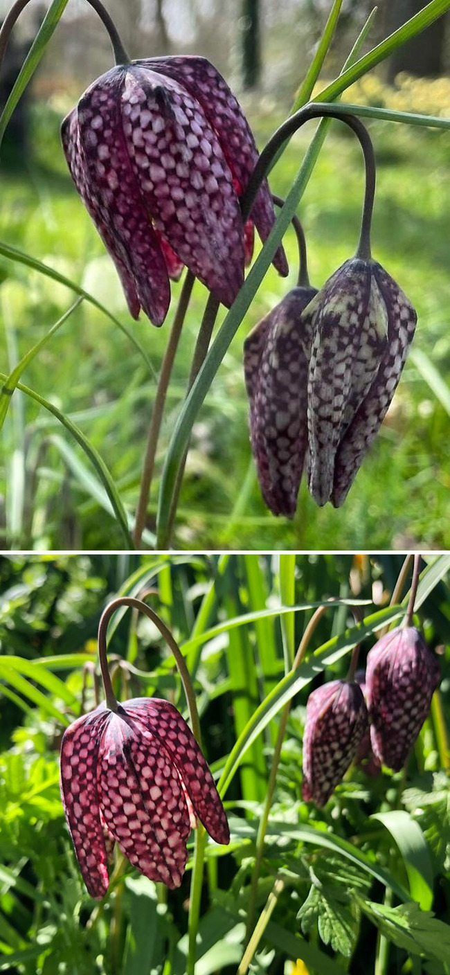 interesting-unusual-plants-1-64e760b58d400__700