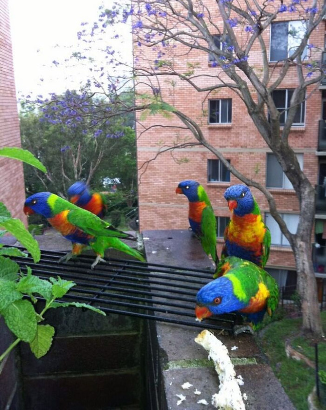 different-countries-pigeons-16-6543c719b6375__700