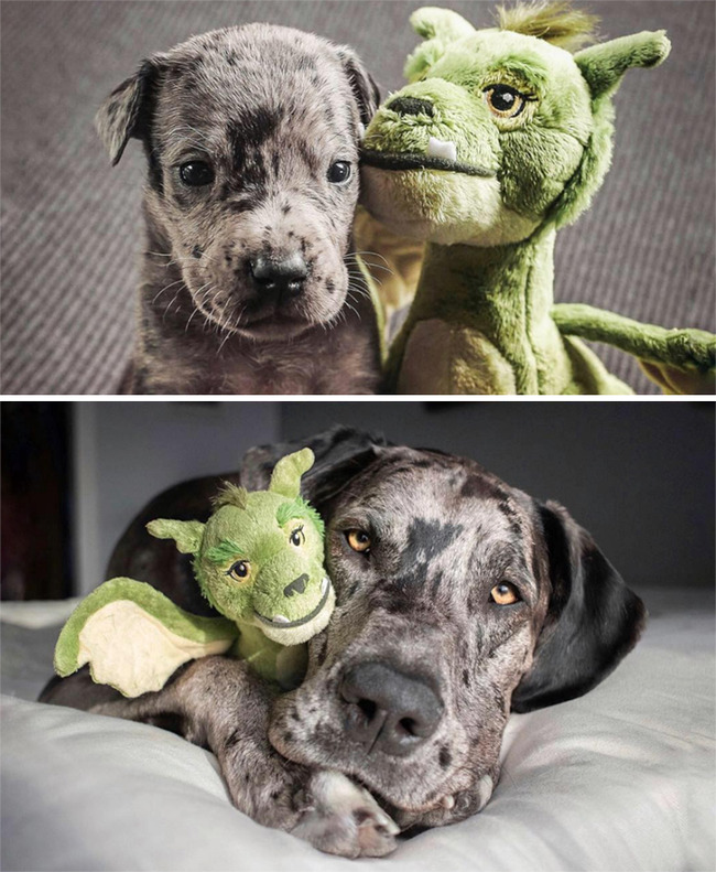 proof-animals-need-toys-200-5fa3d62d5344e__700