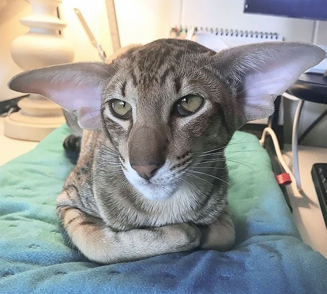 animals-with-large-ears-21-65411a0f29d4d__700