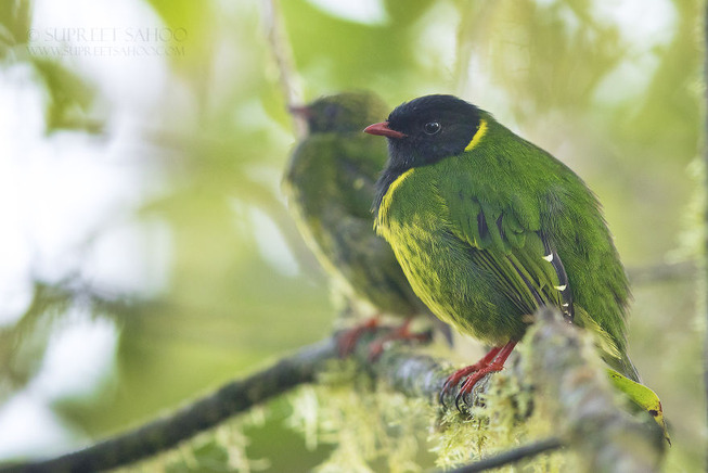 green-and-black-fruiteater-5e878ba7cb758__880 (1)